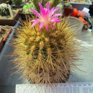 neoporteria coimasensis KK 1554