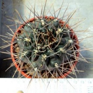 16145IB gymnocalycium gibbosum rodovanii