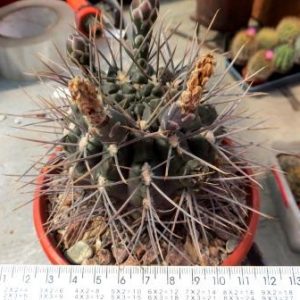 16145IB gymnocalycium gibbosum rodovanii