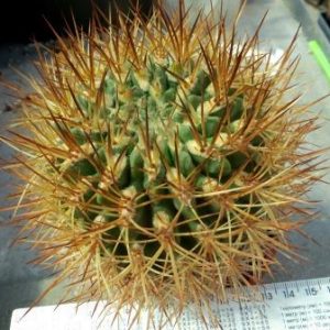 1030.89 neoporteria eriosyzoides