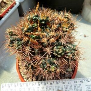 gymnocalicium neohuberi Koehres