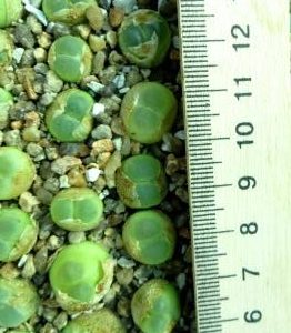 conophytum ratum sh1200