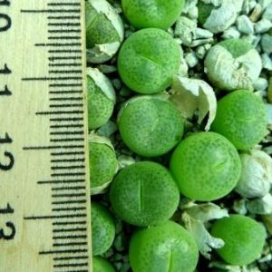 conophytum subfenestratum
