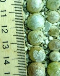 conophytum burgeri