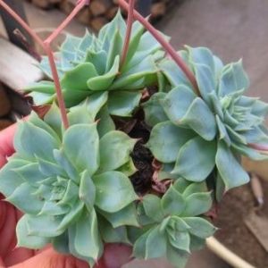 echeveria hybrid