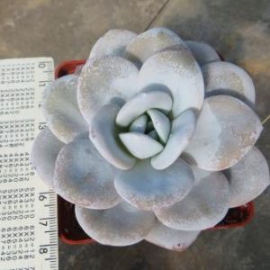 echeveria laui