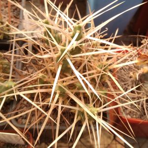 Maihueniopsis darvinii v. minimus KP68- побеги- s