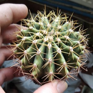 Ferocactus schwarzii -s