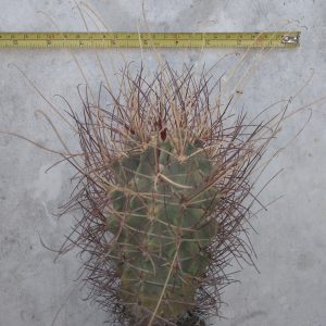Glandulicactus wrightii -super yellow spines!- s