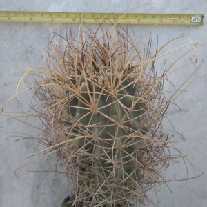 Glandulicactus wrightii -super yellow spines!- s