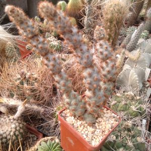 Tephrocactus molinensis -red form-побеги- s