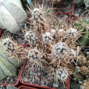 Pterocactus australis HPT306 -побеги- s