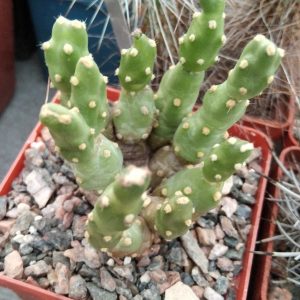 Maihueniopsis spec.-Чехия- побеги- s