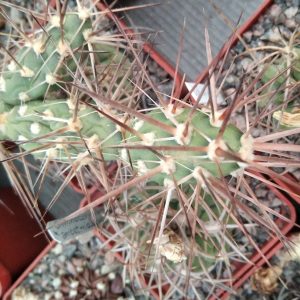 Maihueniopsis darvinii MK126 -побеги-  s