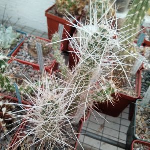 Tephrocactus weberi MK675 -extrem form-побеги- s