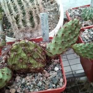 Tunilla longispina -побеги- s