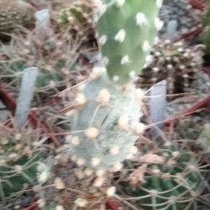 Cumulopuntia berteri -побег- s