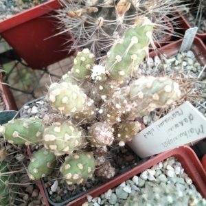 Maihueniopsis darvinii -Dohnalik- побеги- s