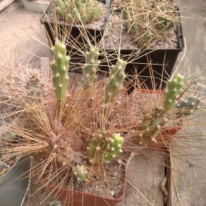 Cumulopuntia pampana -побеги-  s