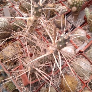 Maihueniopsis glomerata TG61 -extrem form-побеги- s