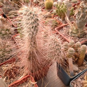 Opuntia polyacantha - побеги- s