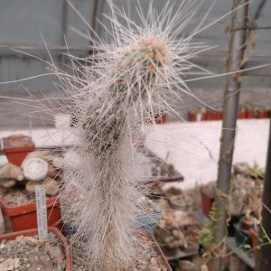 Opuntia ursina KS2135 -побеги- s