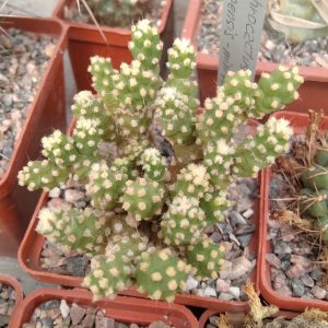 Tephrocactus molinensis f. minimus -побеги- s