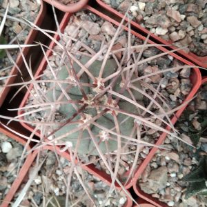 Gymnocalycium cardenasianum -s