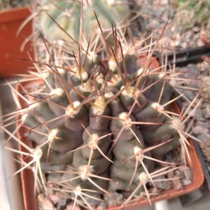 Gymnocalycium anisitsii -s