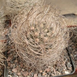 Neoporteria senilis -s