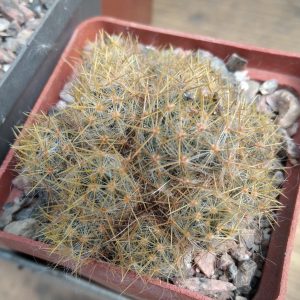 Mammillaria prolifera v. aureispina -s