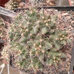 Lepidocoryphantha runionii  -s