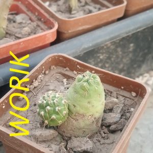 Puna subteranea (mesa garden 1179.96)