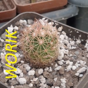 Coryphantha pusilliflora, Sra de la Paila MG 122.2