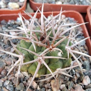 Gymnocalycium ferocior -s