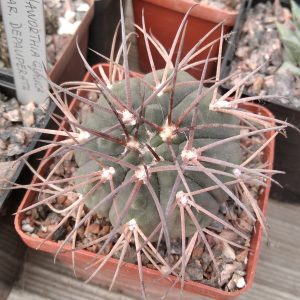 Gymnocalyciun spegazzinii v. horizontalonium -s