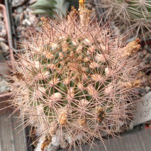 Weingartia lanata -Plapp- s