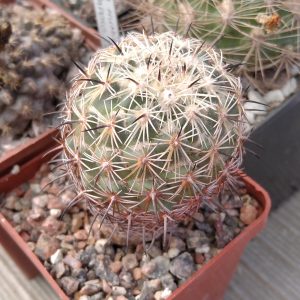 Copyphantha pallida CH171 -MG- s