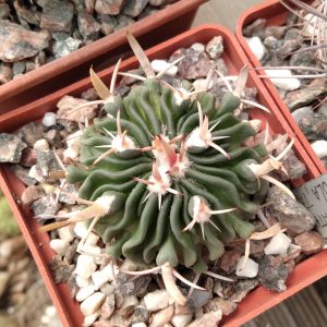 EFC pentacanthus VZD130 v. tulensis- Tula- s