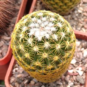 Mammillaria albata -s