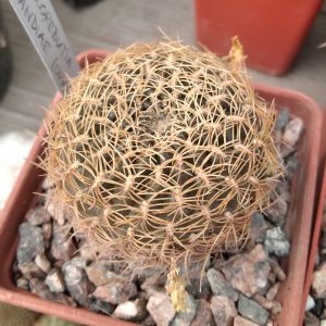 Sulcorebutia candiae -Plapp- s