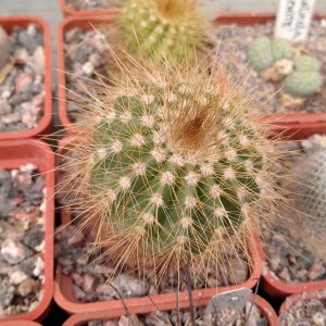 Eriocactus warasii -Piltz- s