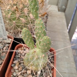 Tunilla longispina -s