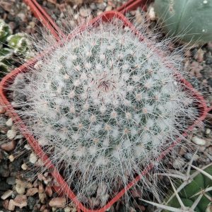 Mammillaria hahniana -s