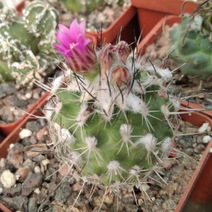 Gymnocactus viereckii -hybr- s