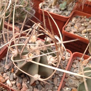 Astrophytum niveum -Panarotto- super spines- s