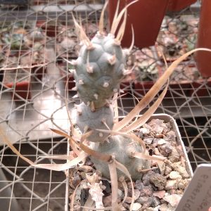 Tephrocactus papyracanthus -s
