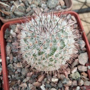 Mammillaria albata  -s