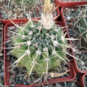 Notocactus turecekianus -s