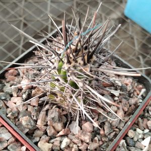 Lobivia aurea v. fallax P137 -MG- s